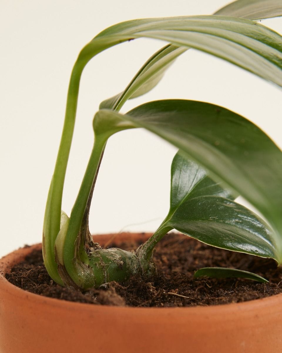 Baby Philodendron Dragon Tail