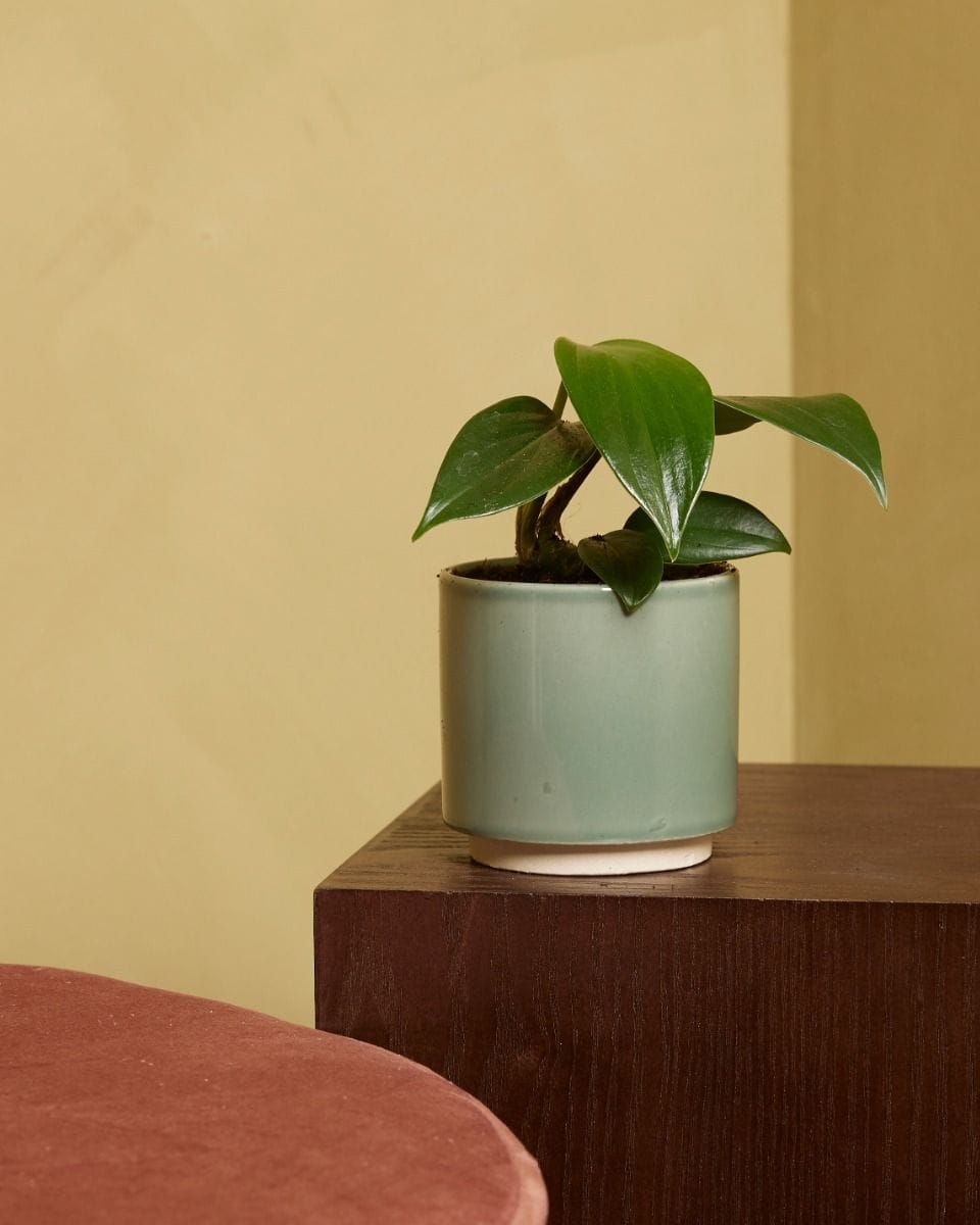 Baby Philodendron Dragon Tail