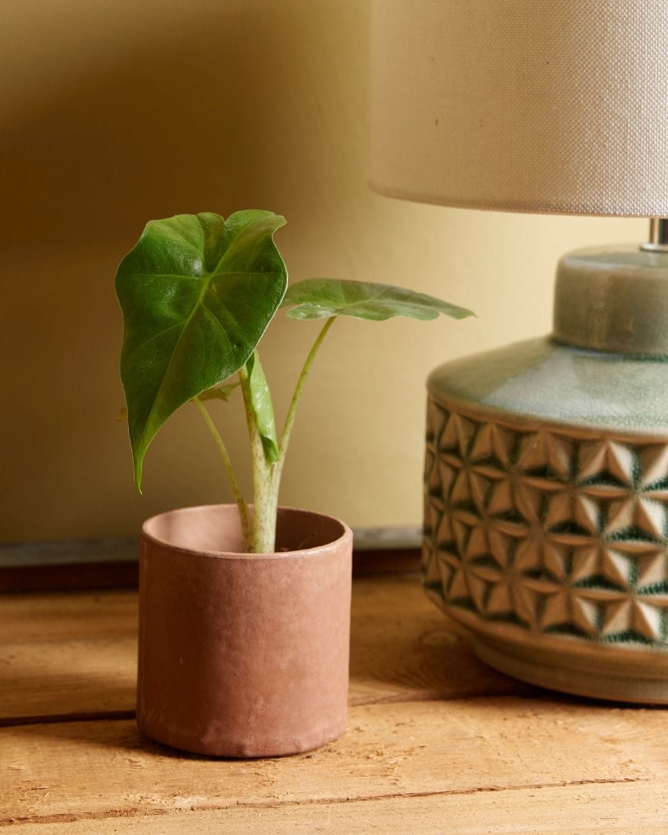 Baby Alocasia Elephant Ears Portodora