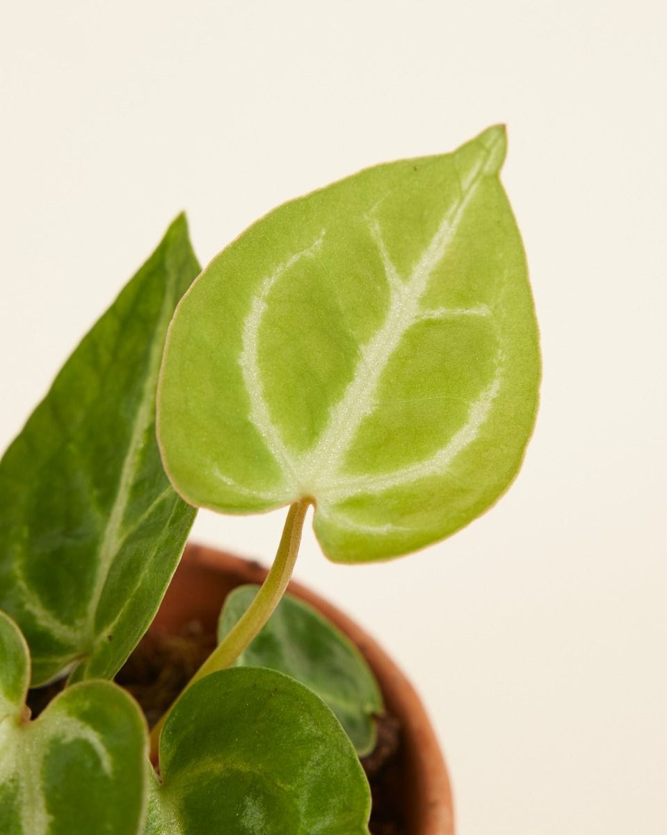 Baby Anthurium Flamingo flowers Crystallinum