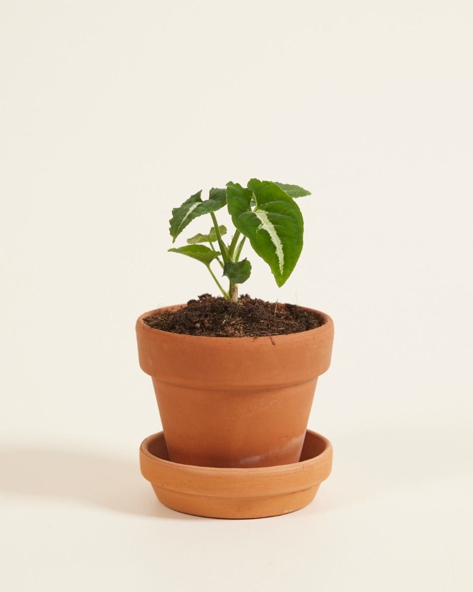 Baby Syngonium Wendlandii
