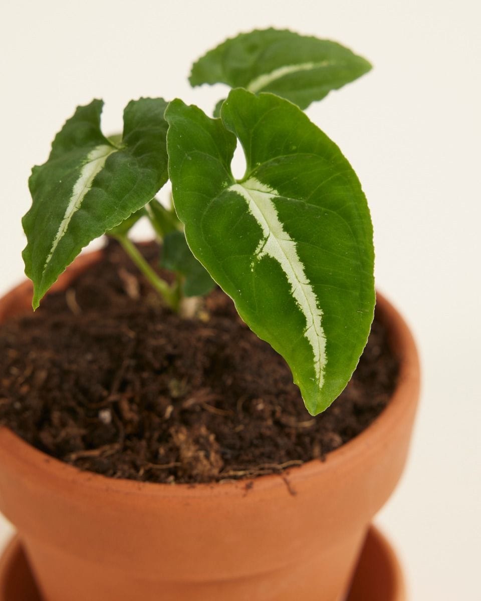 Baby Syngonium Wendlandii