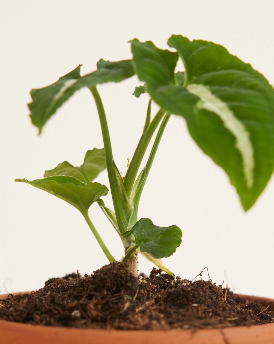 Baby Syngonium Wendlandii