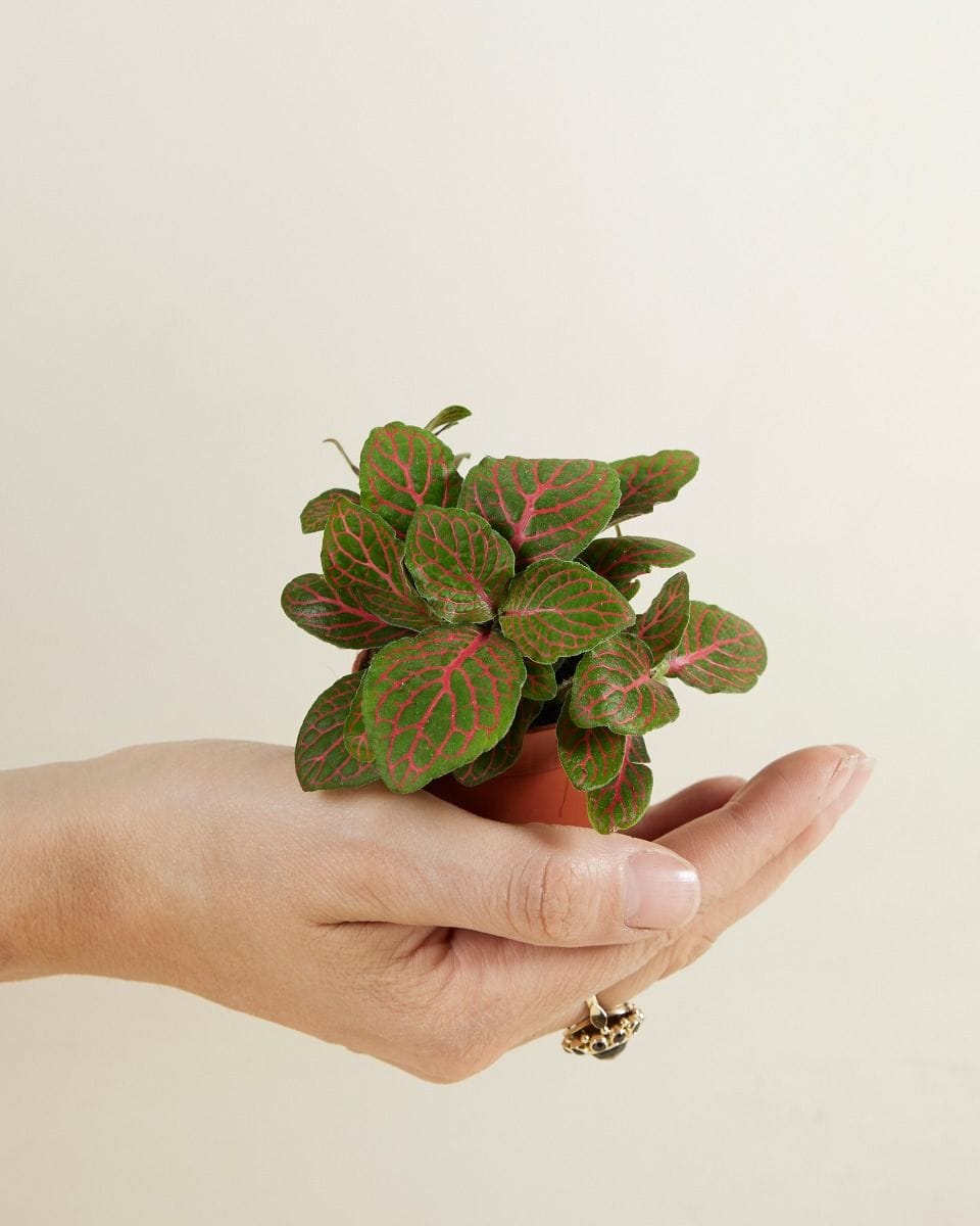 Baby Fittonia Nerve plant Verschaffeltii Forest Flame