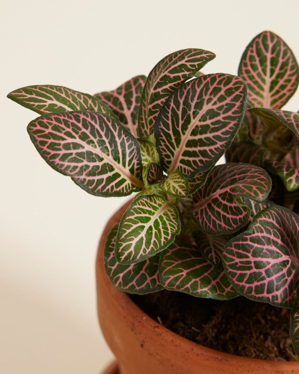 Baby Fittonia Nerve plant Verschaffeltii Pink Forest Flame