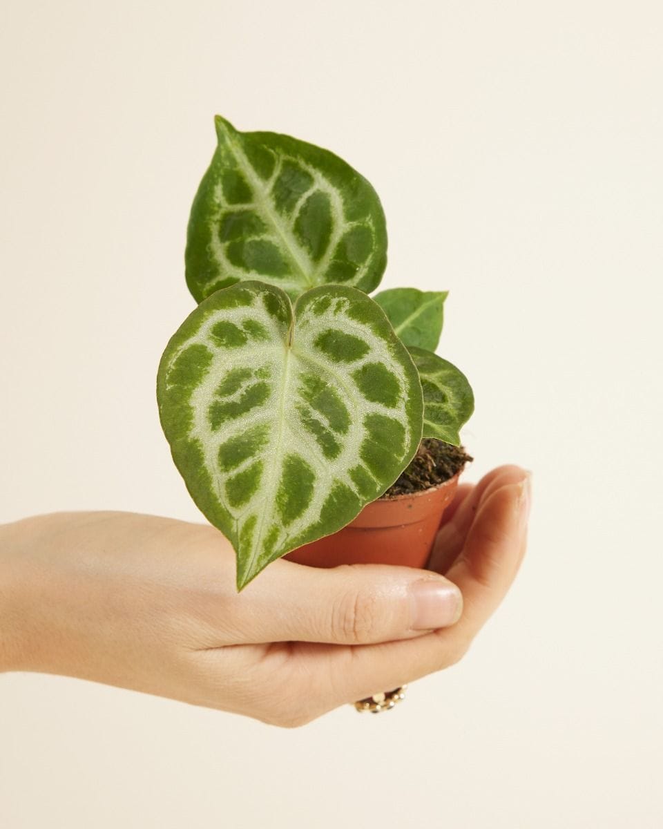 Baby Anthurium Flamingo flowers Silver Blush