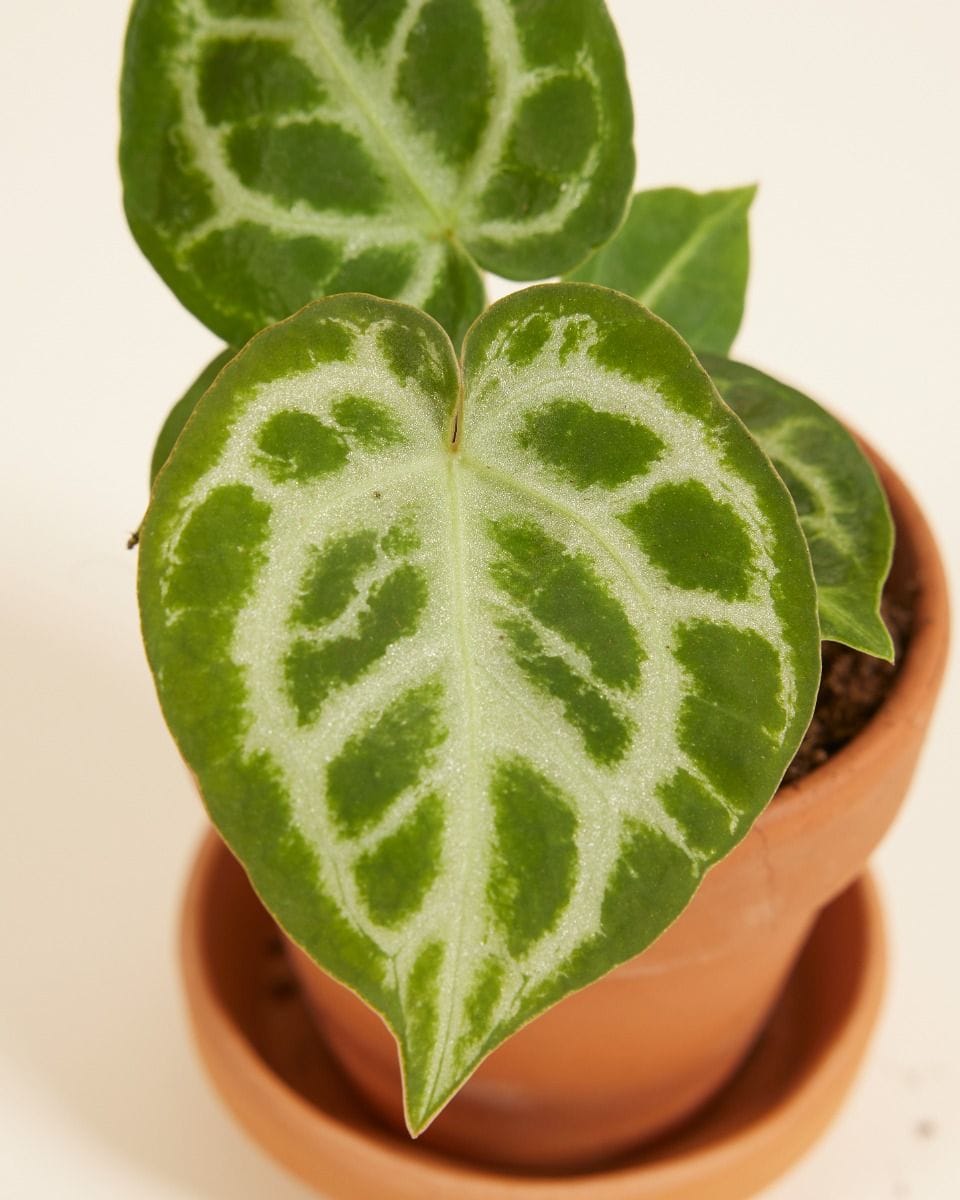 Baby Anthurium Flamingo flowers Silver Blush