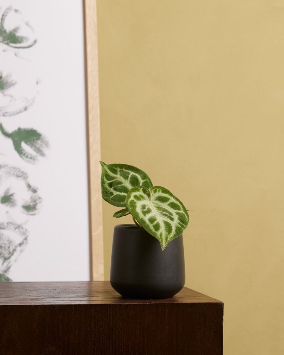 Baby Anthurium Flamingo flowers Silver Blush