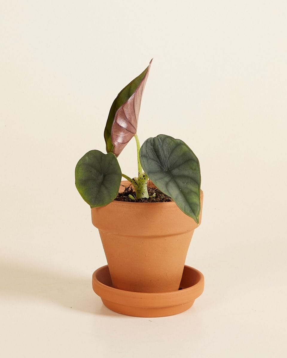 Baby Alocasia Elephant Ears Nebula