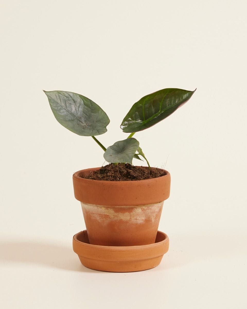 Baby Alocasia Elephant Ears Nebula