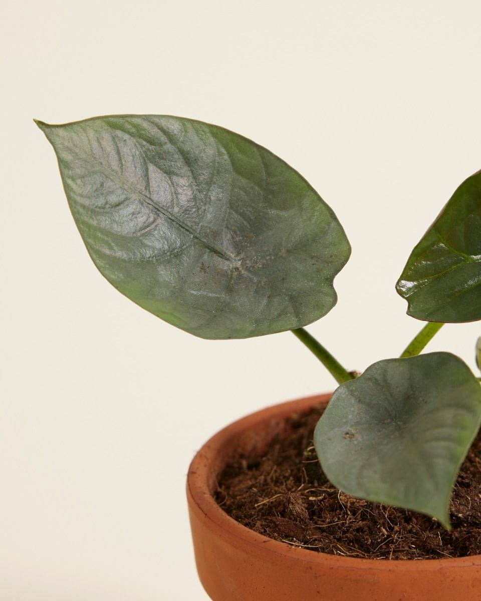 Baby Alocasia Elephant Ears Nebula