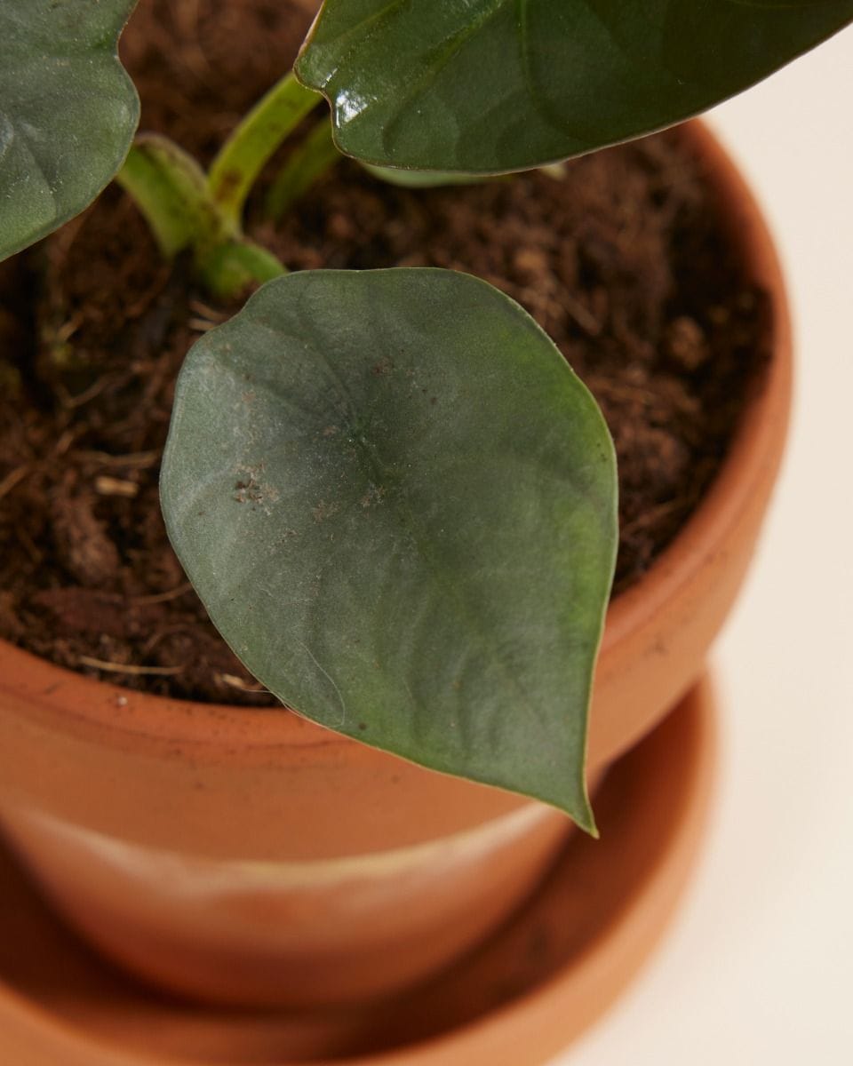 Baby Alocasia Elephant Ears Nebula