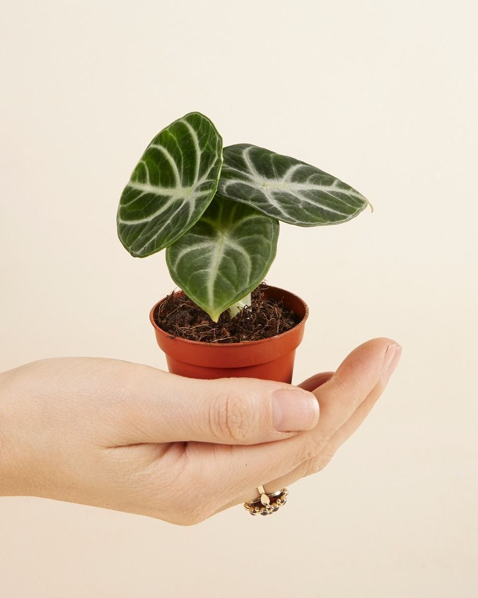 Baby Alocasia Elephant Ears Ninja