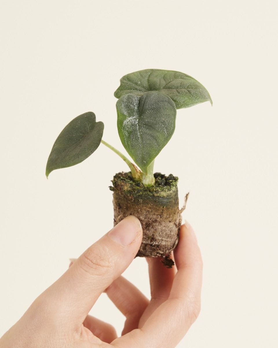 Baby Alocasia Elephant Ears Melo