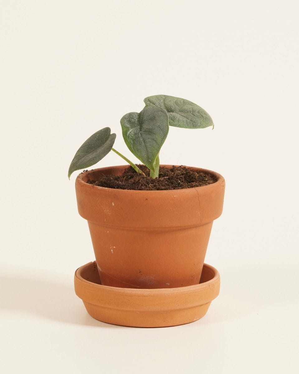 Baby Alocasia Elephant Ears Melo