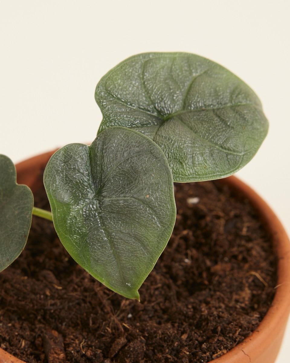 Baby Alocasia Elephant Ears Melo