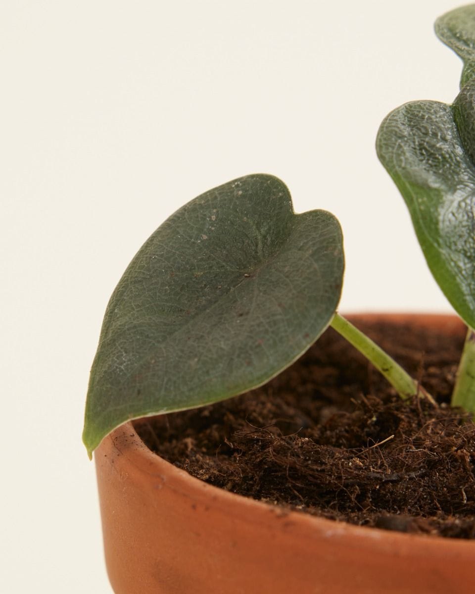 Baby Alocasia Elephant Ears Melo