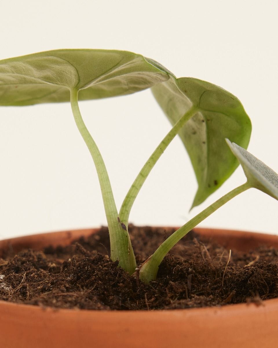 Baby Alocasia Elephant Ears Melo