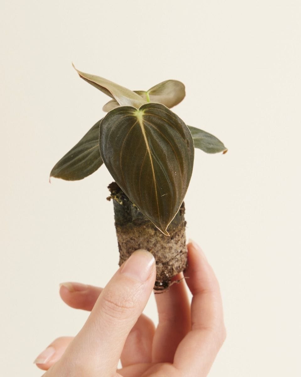 Baby Philodendron Melanochrysum