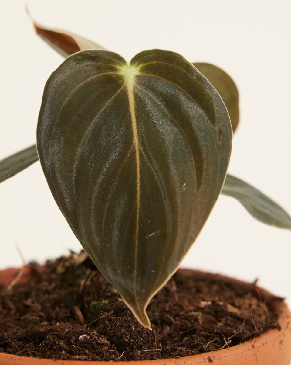 Baby Philodendron Melanochrysum