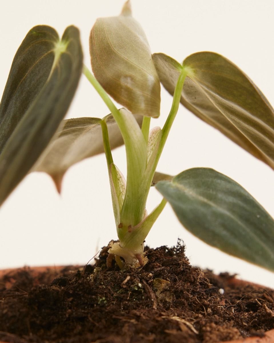 Baby Philodendron Melanochrysum