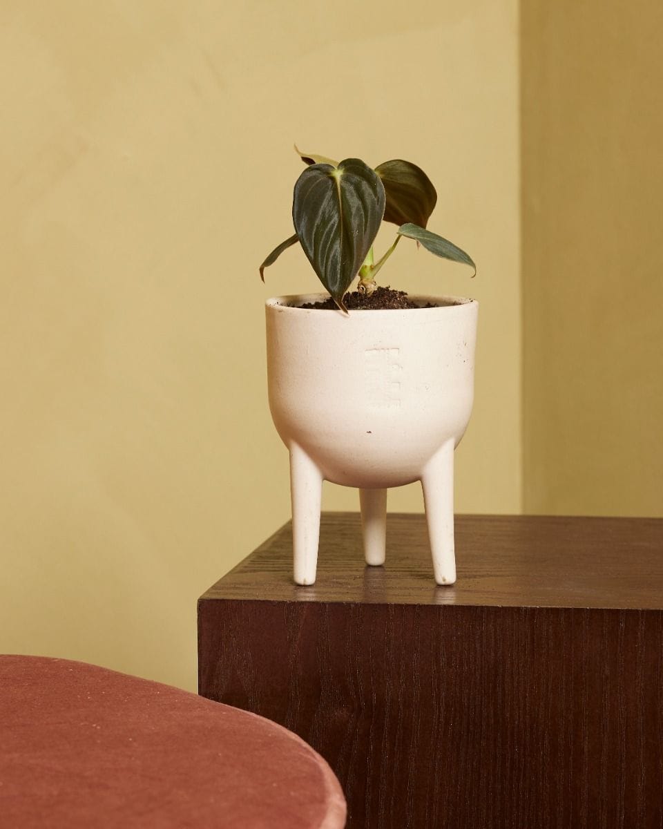 Baby Philodendron Melanochrysum