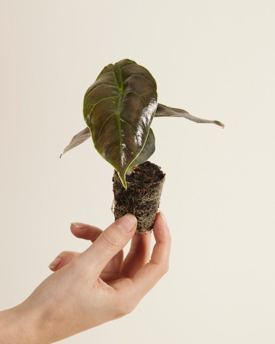 Baby Alocasia Elephant Ears Azlanii