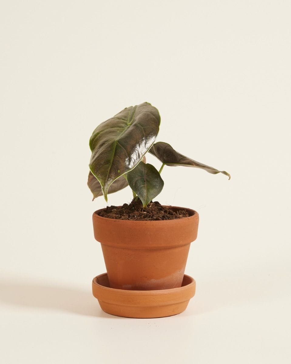 Baby Alocasia Elephant Ears Azlanii