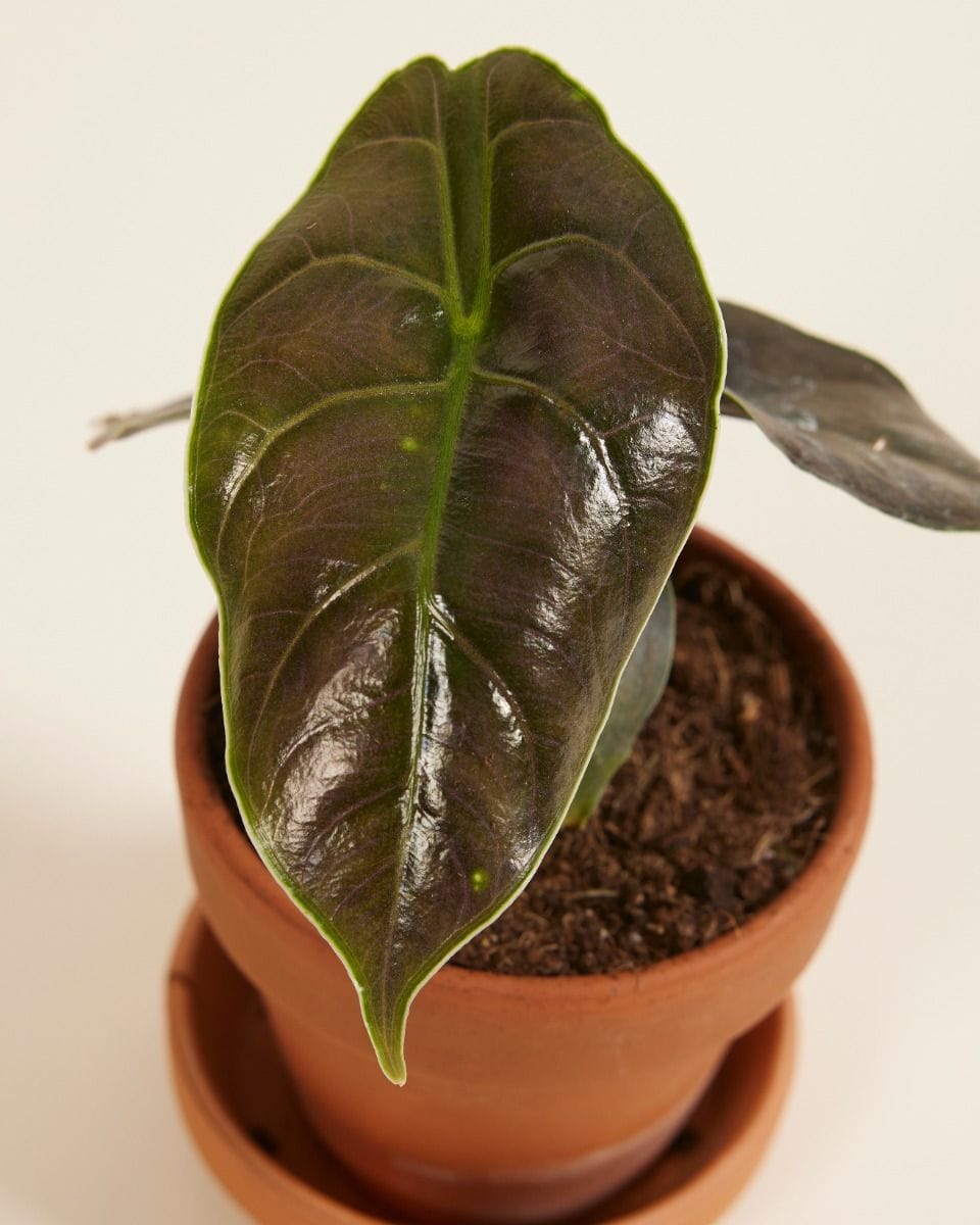 Baby Alocasia Elephant Ears Azlanii