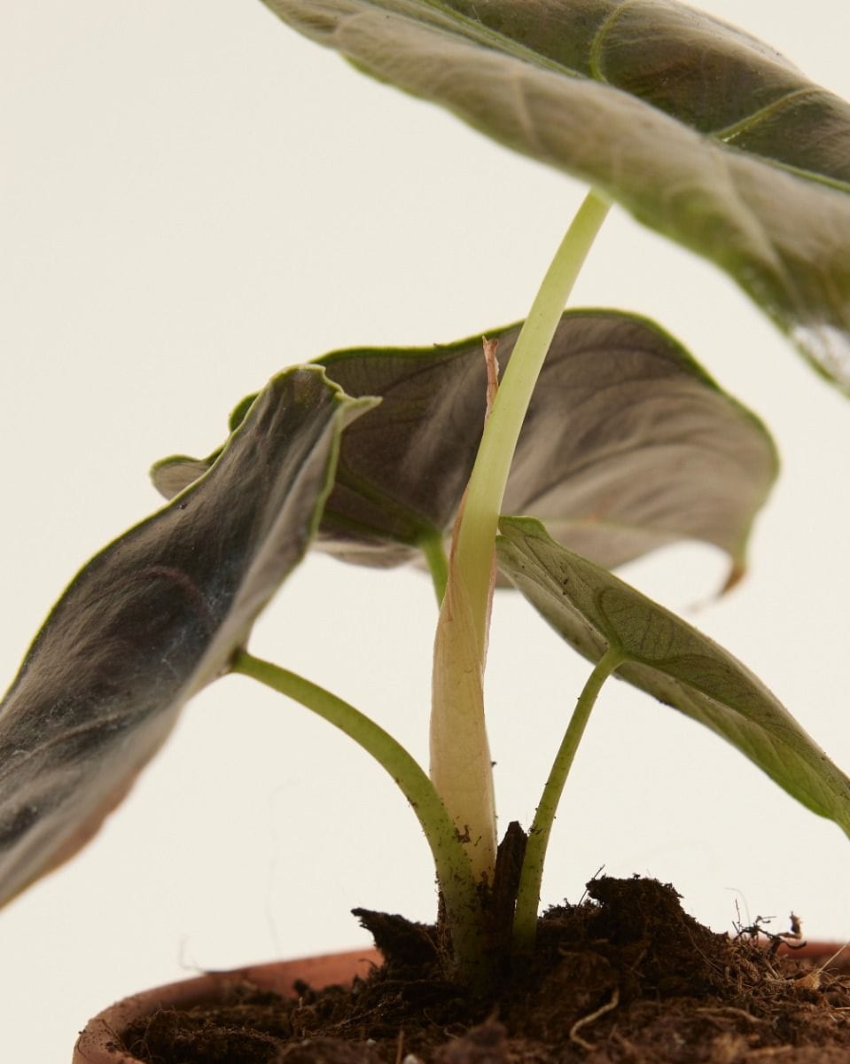 Baby Alocasia Elephant Ears Azlanii