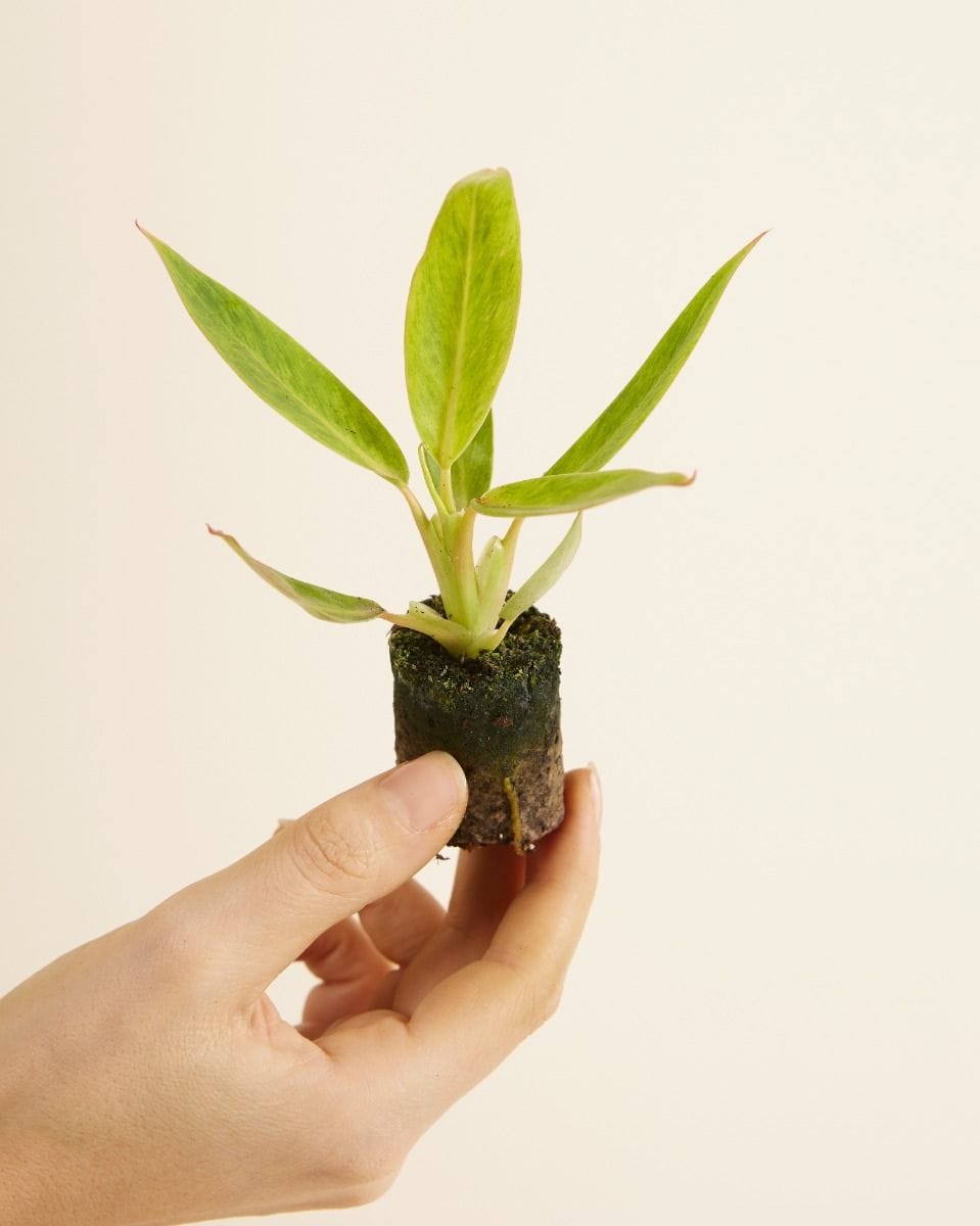 Baby Philodendron Calkins Gold