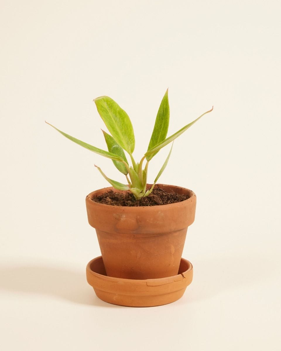 Baby Philodendron Calkins Gold