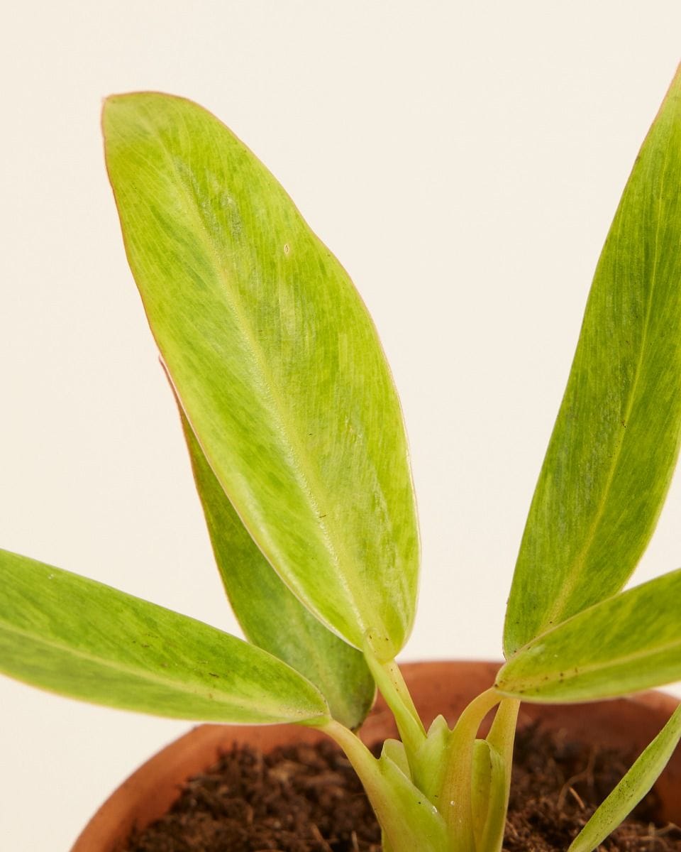 Baby Philodendron Calkins Gold