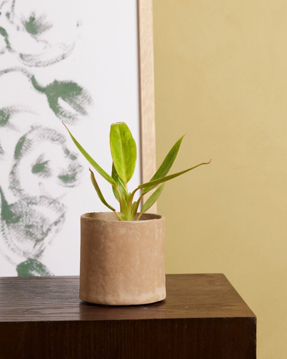 Baby Philodendron Calkins Gold