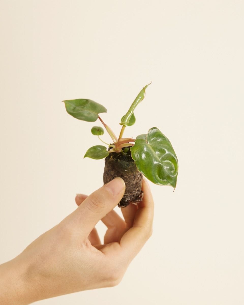 Baby Philodendron Billietiae