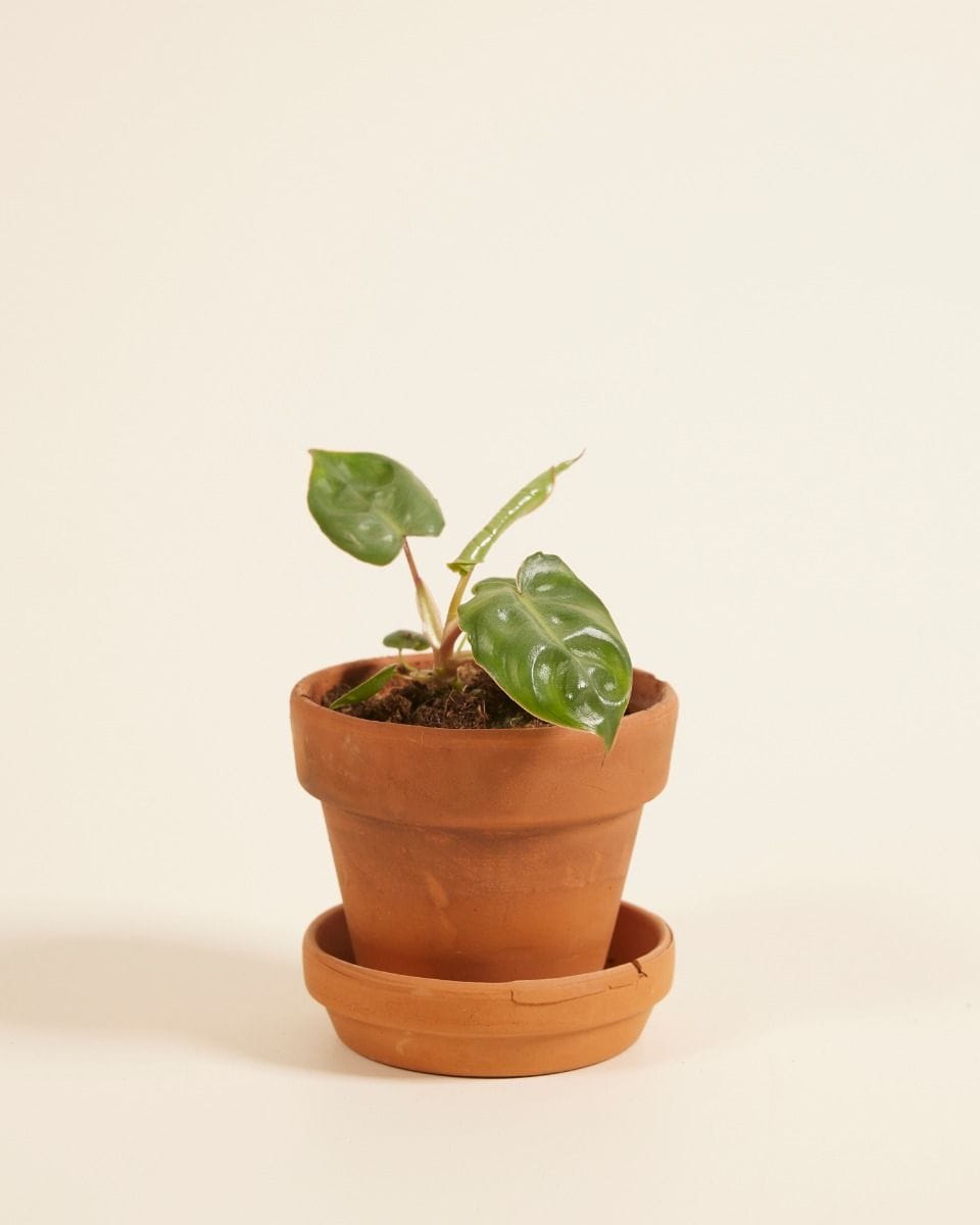 Baby Philodendron Billietiae