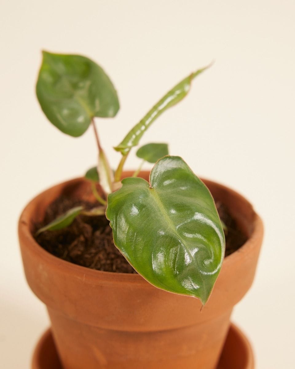 Baby Philodendron Billietiae