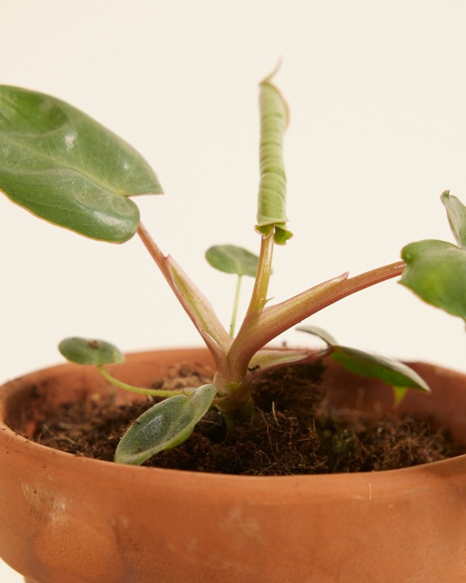 Baby Philodendron Billietiae