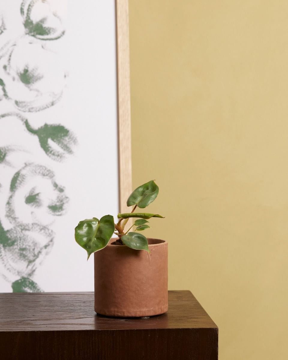 Baby Philodendron Billietiae