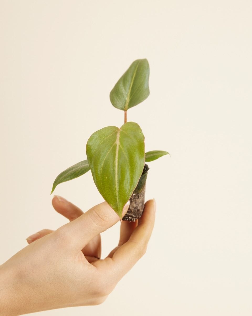 Baby Philodendron Gloriosum (dark form)