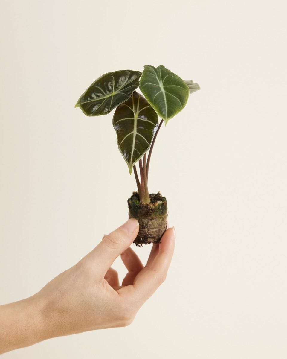 Baby Alocasia Elephant Ears Longiloba Watsoniana