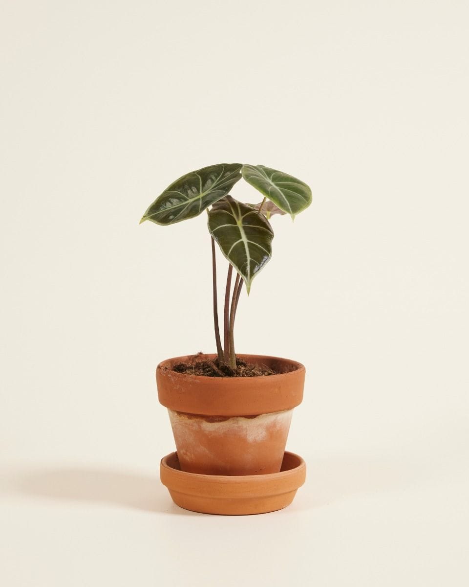 Baby Alocasia Elephant Ears Longiloba Watsoniana