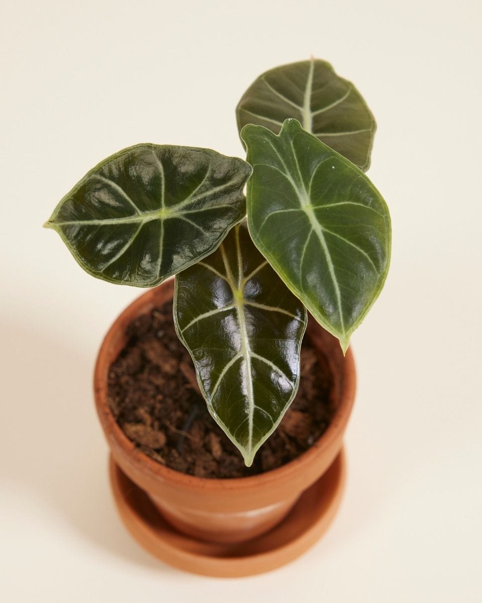 Baby Alocasia Elephant Ears Longiloba Watsoniana