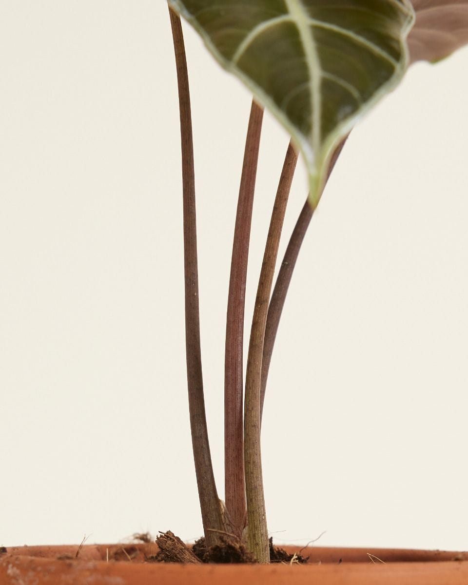 Baby Alocasia Elephant Ears Longiloba Watsoniana