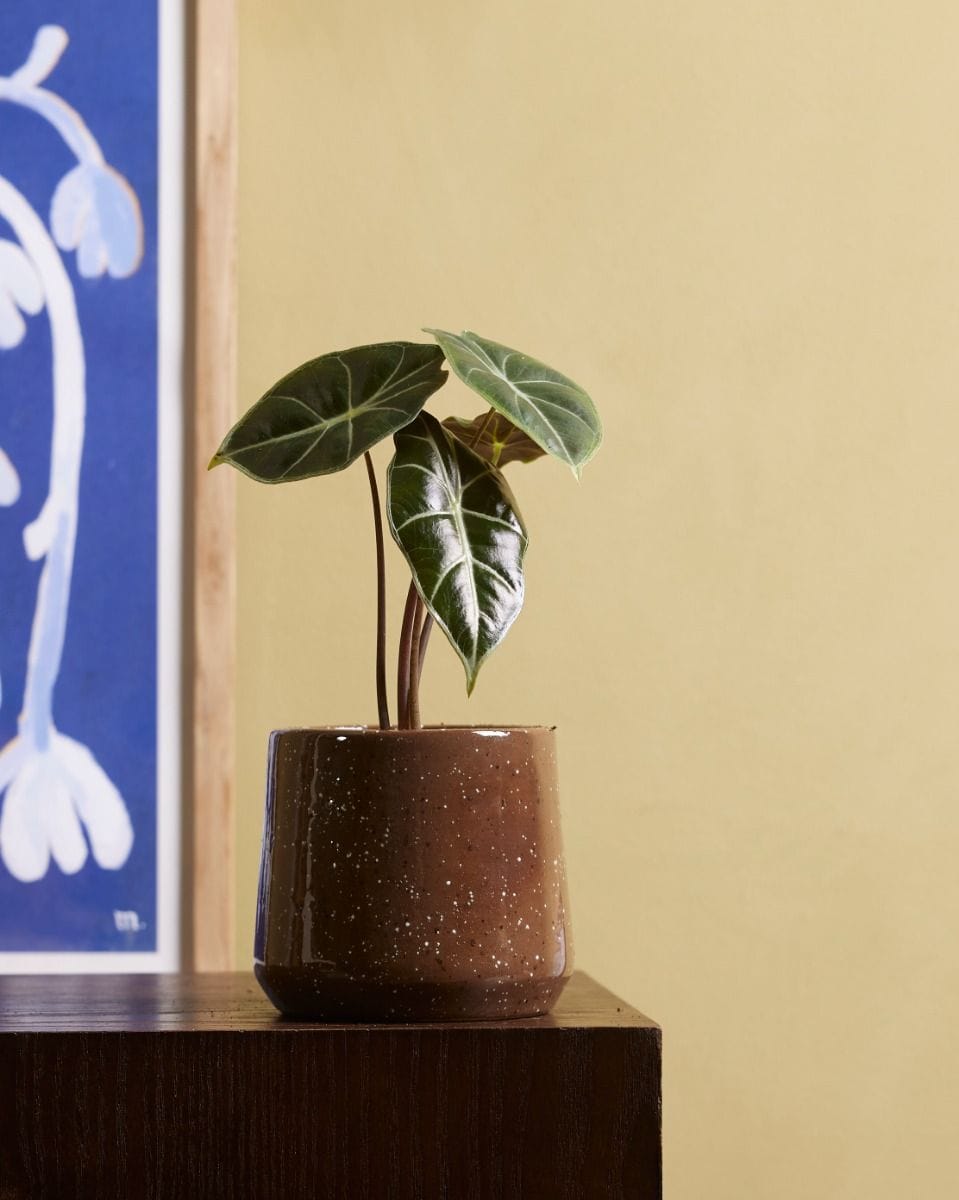 Baby Alocasia Elephant Ears Longiloba Watsoniana