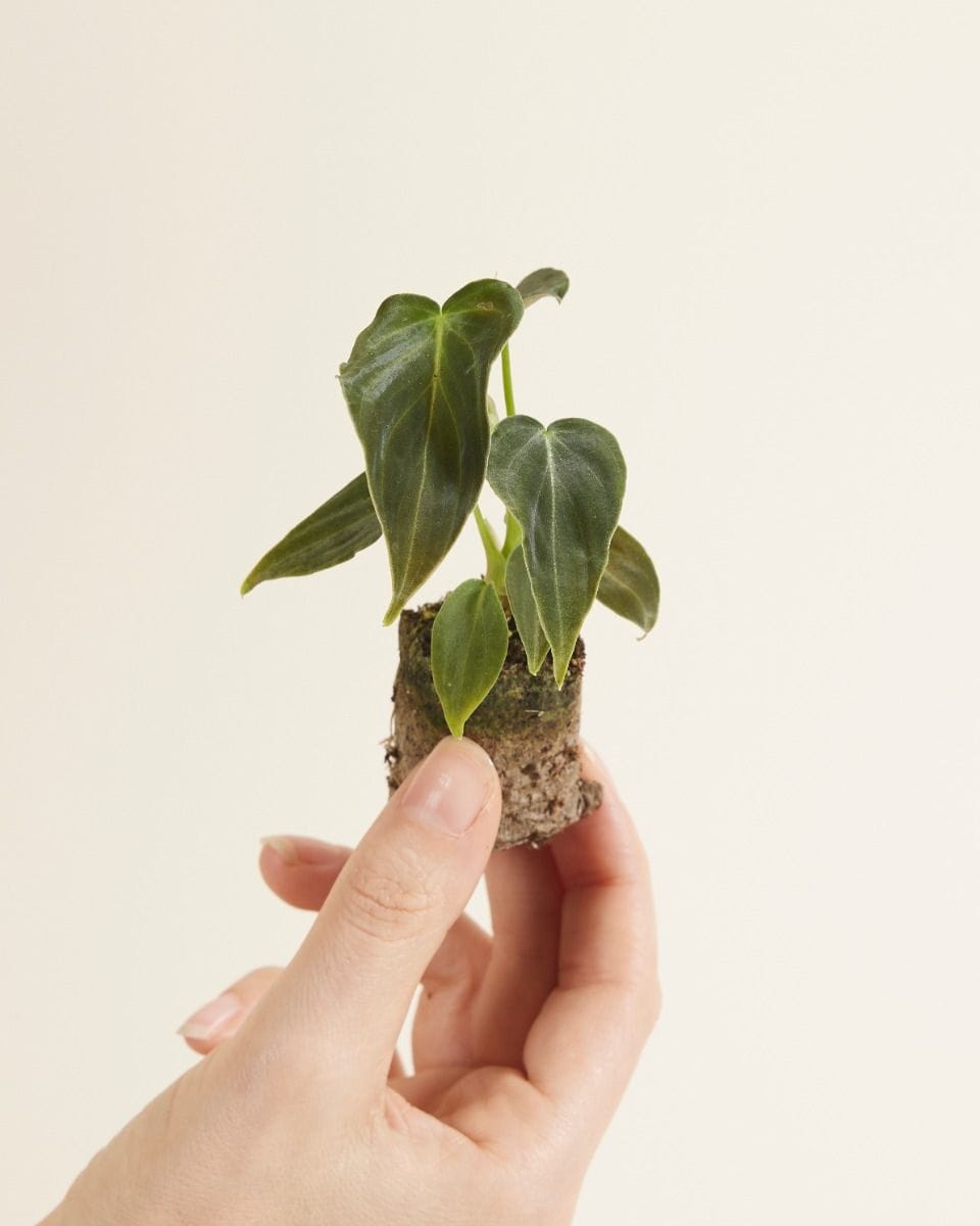 Baby Philodendron Splendid