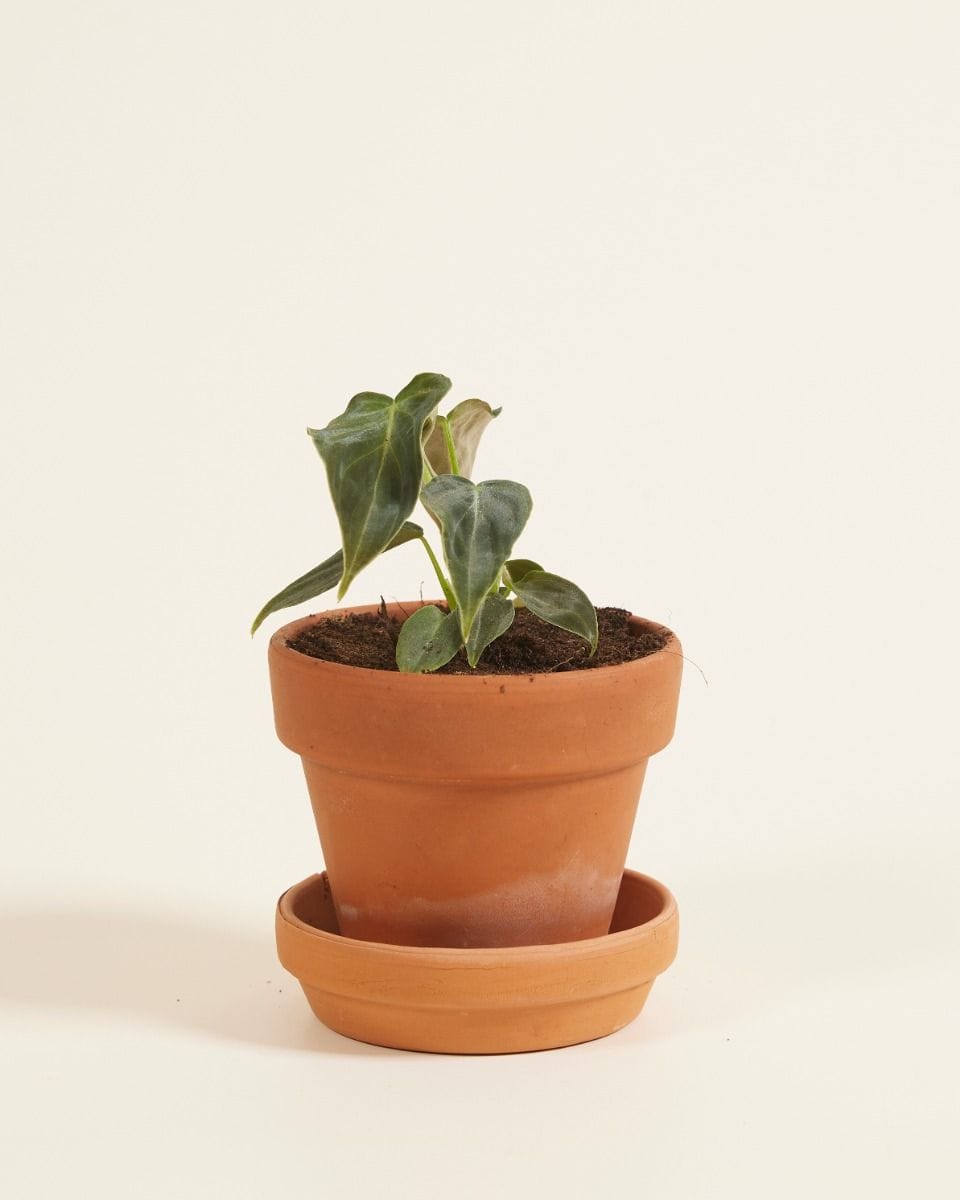 Baby Philodendron Splendid