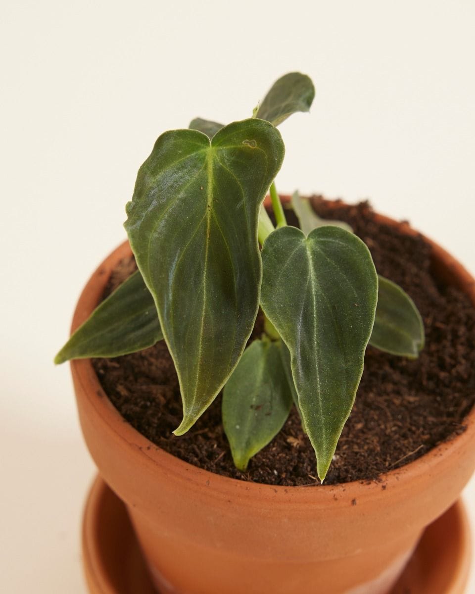 Baby Philodendron Splendid