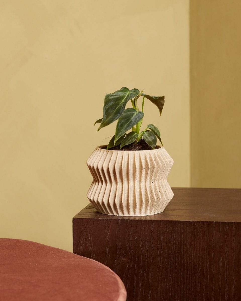 Baby Philodendron Splendid