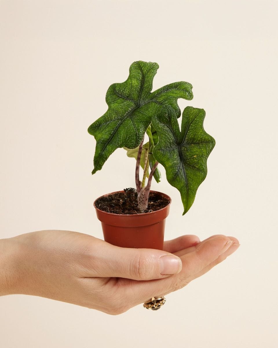 Baby Alocasia Elephant Ears Jacklyn